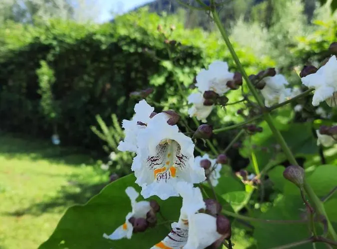 Alie Gusta Hermagor-Pressegger See